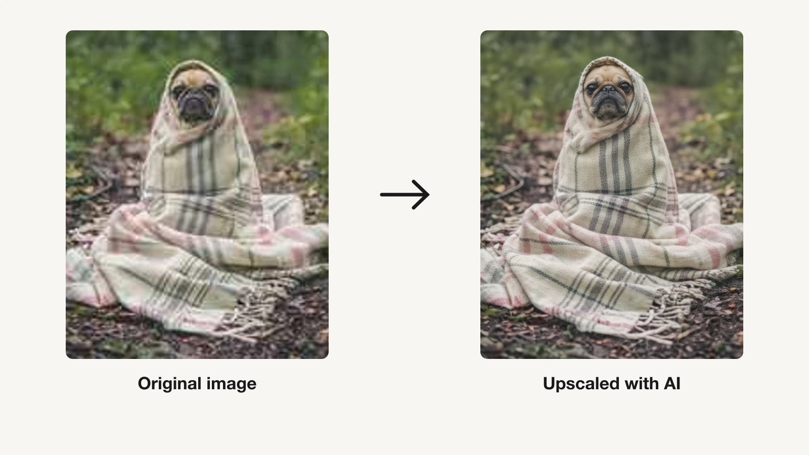 AI image upscaler: a blurry shot of a pug wrapped in a plaid blanket next to the sharper upscaled version